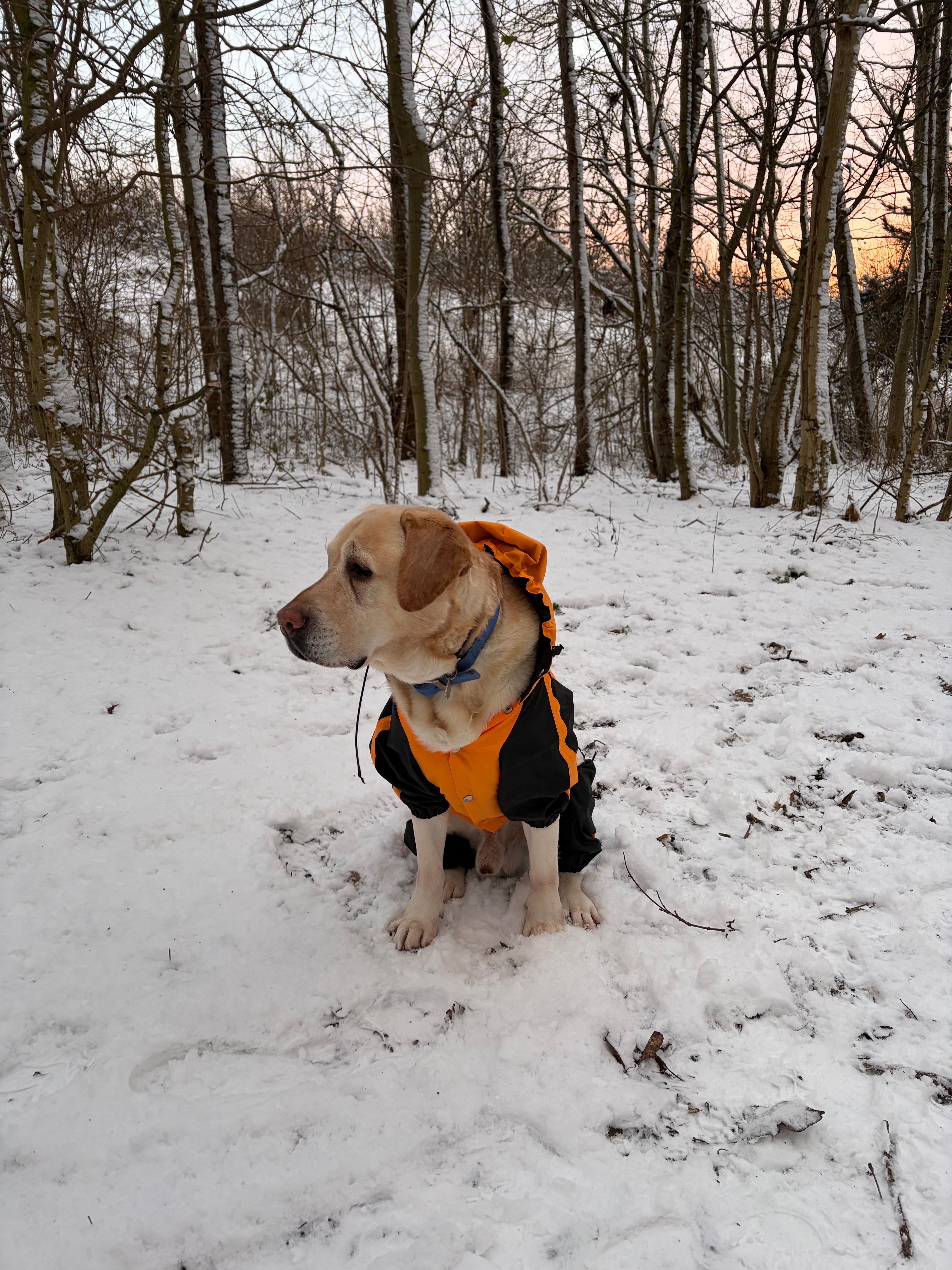 Orange Quadra Paw Rain Coat