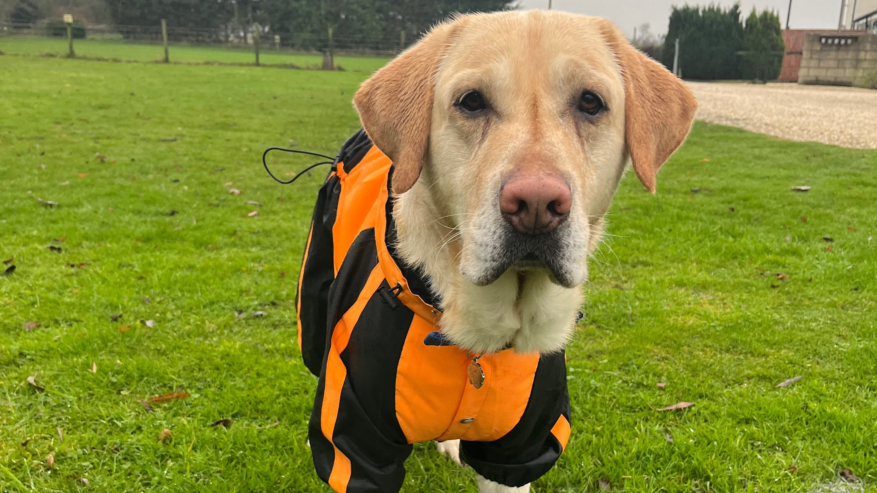 Orange Quadra Paw Rain Coat